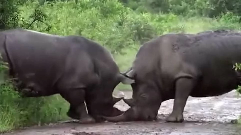 Βίντεο: Μάχη ρινόκερων on camera